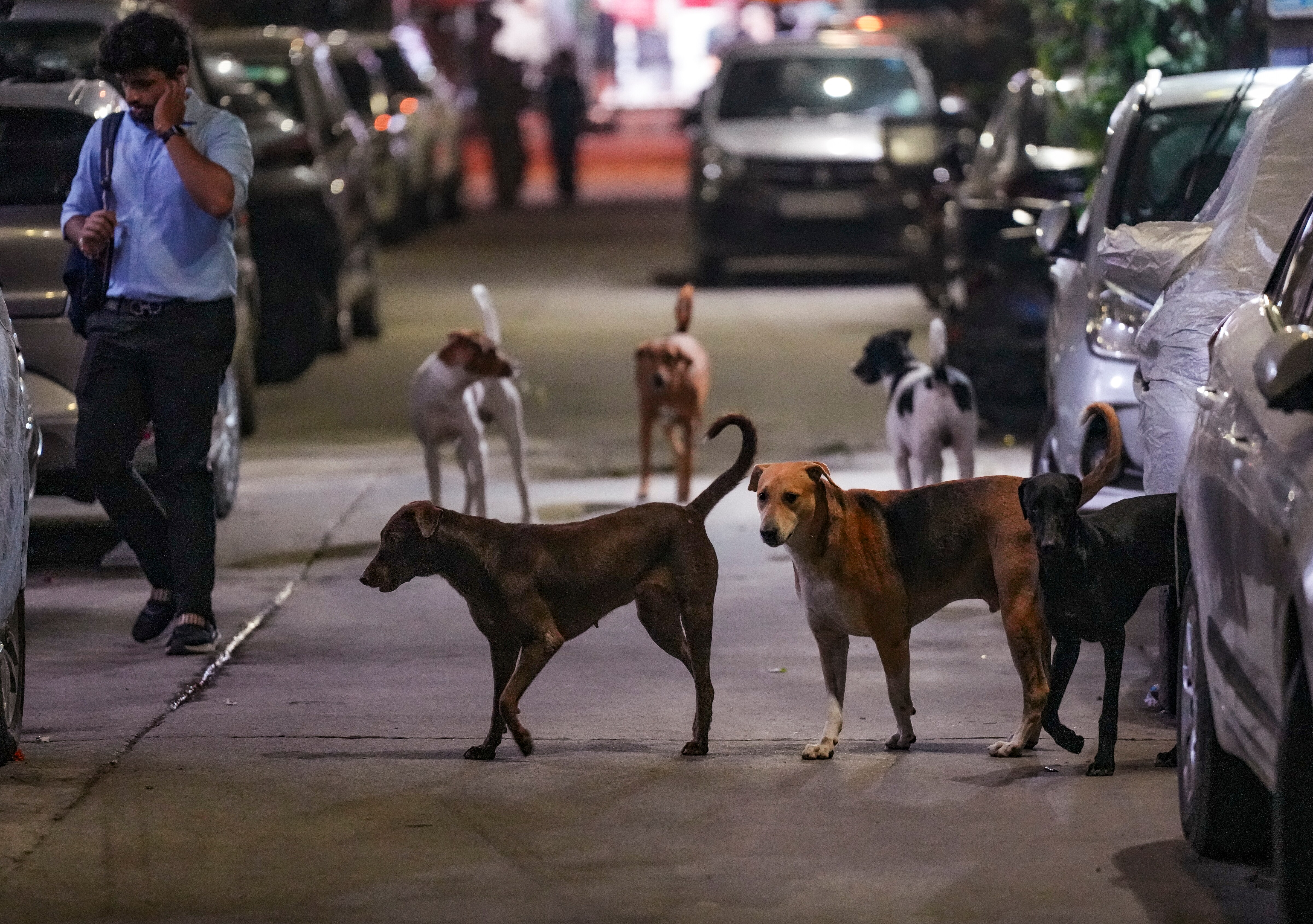 Delhi HC seeks report on steps taken in stray dogs issue