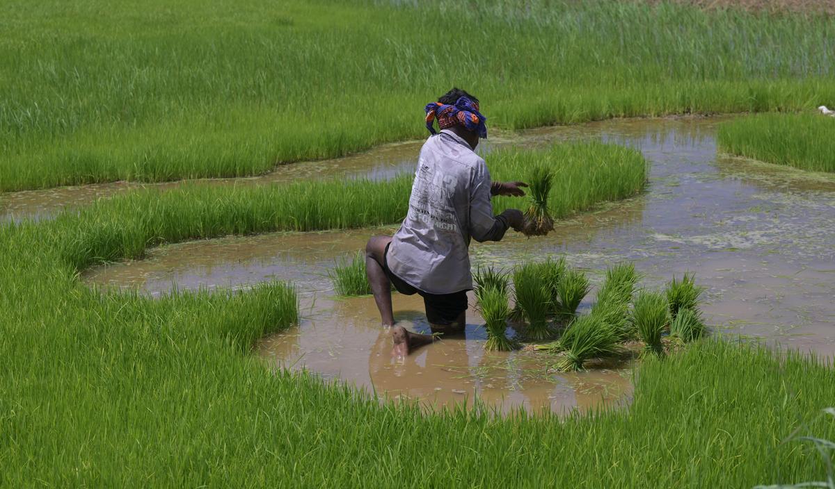 Farmers monitoring crops in rain