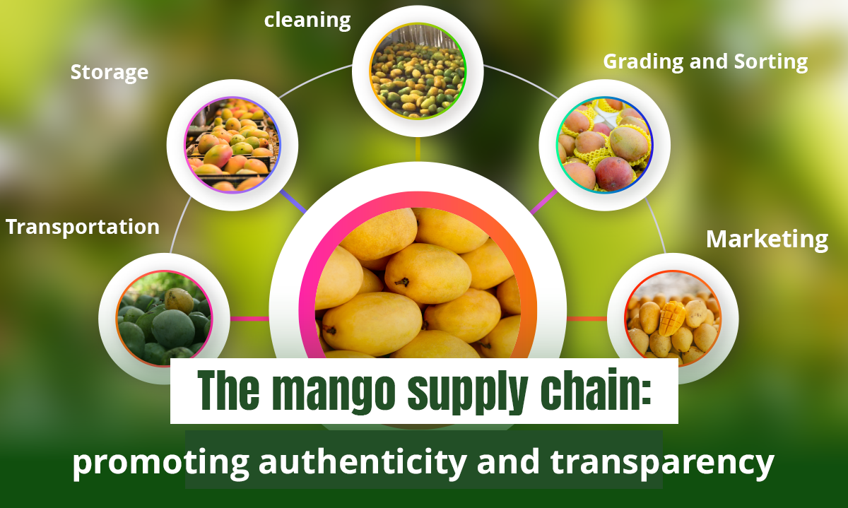 Totapuri Mangoes in Andhra Pradesh